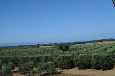 an open field with trees and the ocean in the background at Ecolive Guest House in Ayios Epiphanios