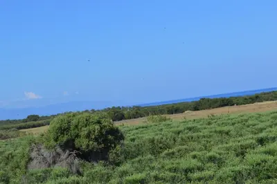 a green field with a tree in the middle at Ecolive Guest House in Ayios Epiphanios