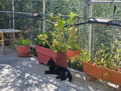 a black cat laying on the ground next to plants at Ambeli - Ambeloui in Kalopanayiotis