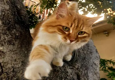 an orange and white cat sitting on a tree at Olive Tree House in Anoyira