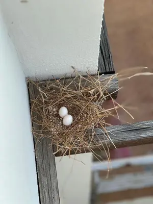 two eggs in a nest on a bench at Esentepe Turtle Bay Village - The Boho Breeze Holiday Home in Aglantzia