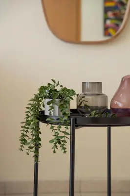 a plant sitting on top of a table with a mirror at Modern 2 bedroom flat in Engomi in Strovolos