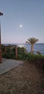 a beach with a palm tree and the ocean at Domes at the Beach in Maroni