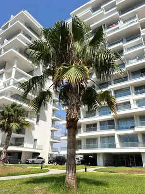 a palm tree in front of a large building at Boho Studio mit Meerblick in Boğaz