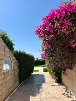 a pathway with pink flowers on a wall at Brand new sea view walking distance to the sea 200m in Limassol