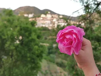 a person holding a pink rose in the air at Home in the Hills in Limassol
