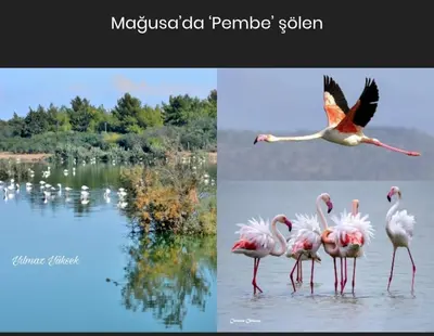 a group of flamingos standing in the water at Bird's Nest, close to EMU, in the city center in Dherinia