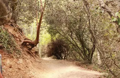 a dirt road in the middle of a forest at Anastasi Tiny Homes- Mountain Views, Garden & Terrace, Pet Friendly in Kakopetria