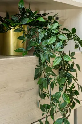 a green plant sitting on a wooden shelf at 1 bedroom flat next to university in Aglantzia