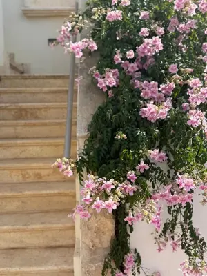 a bunch of pink flowers on a wall at NEW - Agia Marina - Rural Retreat with Shared Pool & Parking in Avgorou