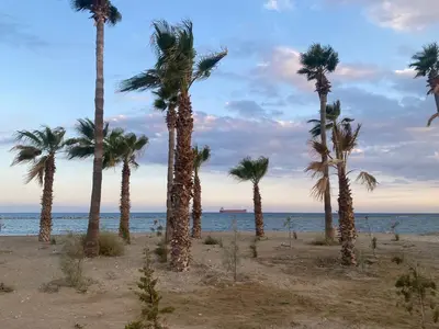 a group of palm trees on the beach at Holiday House in Oroklini in Voroklini