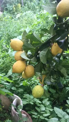 a bunch of lemons growing on a tree at Historic 600 years old beautifully renovated Olive Mill House in Meniko