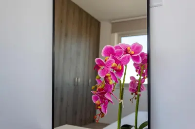a reflection of pink flowers in a mirror at BlueBell Limassol Suites in Limassol
