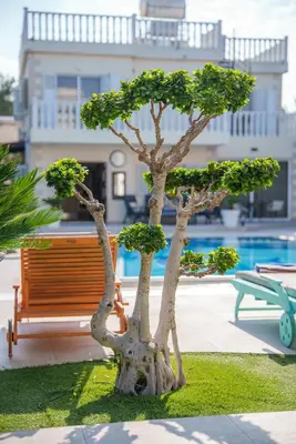 a small bonsai tree sitting next to a bench at The Nissi Duo Collection in Ayia Napa