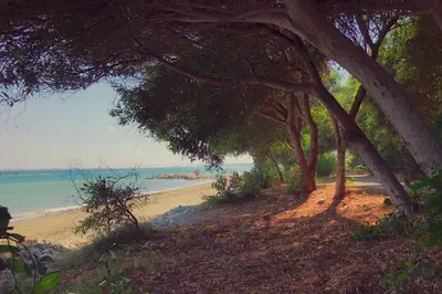 a view of a beach with trees and the ocean at Spacious Dasoudi Beach Apt 3br in Limassol