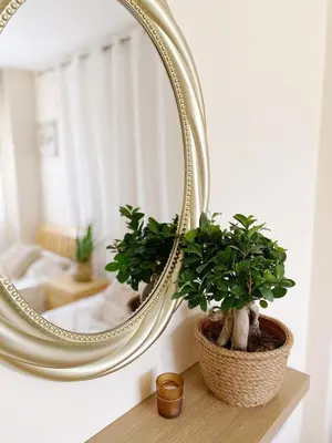 a mirror on a wall with two plants on a table at NISSI Elena BEACH apt in Ayia Napa