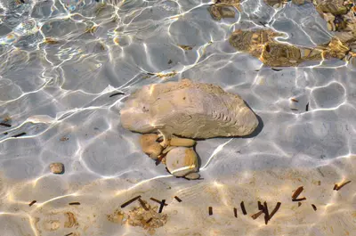 a turtle is sitting in the water at Domino Blue Apartment in Paralimni
