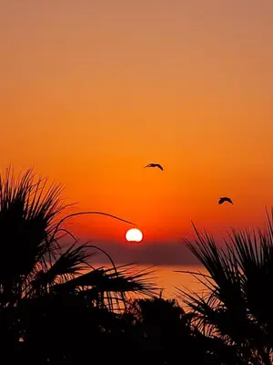 two birds flying in front of a sunset at Alex Beach Apartment 51 in Larnaka
