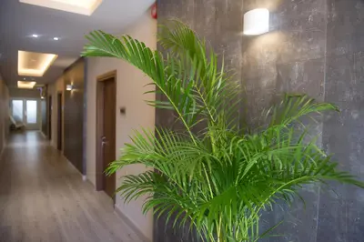 a green plant on a wall in a hallway at Manolia City Residences in Nicosia