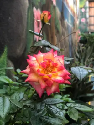 a red and yellow flower in a garden at Zouglas App Guesthouse in Limassol