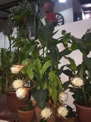 a group of potted plants sitting next to each other at Estia Vasilis Manoli in Ayia Napa