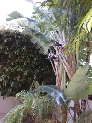 a group of palm trees in a garden at Marias Villa in Protaras