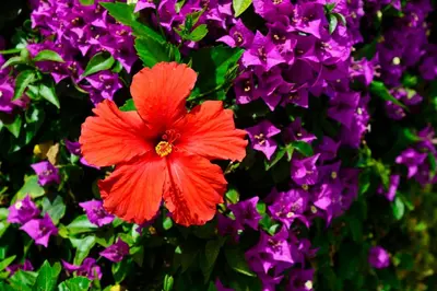 a red flower in a bunch of purple flowers at Napa Prince Hotel Apts in Ayia Napa