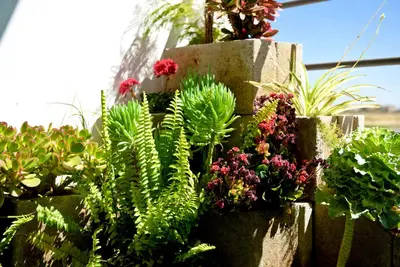 a bunch of plants on a stone wall at Fat Cow Apartment 101 in Larnaka
