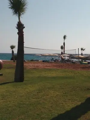 a palm tree in a field next to the ocean at SUNSHINE APTS, TWO BEDROOM , FREE INTERNET, No 3 in Ayia Napa