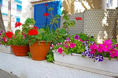 three pots of flowers on a window sill at Green Bungalows Hotel Apartments in Ayia Napa