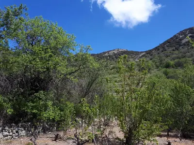 a group of trees in a field with a mountain at Agrompelo House in Agros