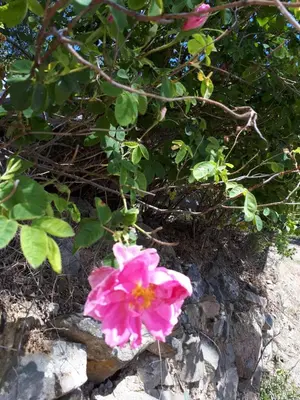 a pink flower is growing on a bush at Agrompelo House in Agros