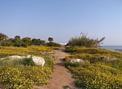 a dirt path through a field of yellow flowers at Luxury Bay View Villa 20 Right On Τhe Beach in Protaras