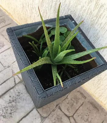 a potted plant in a black planter on the ground at Palma Villa 14 in Protaras