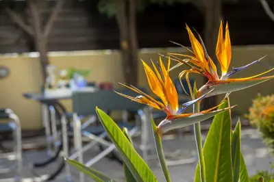 a yellow and orange flower in front of a table at Ayia Napa Tropical Beach Villa in Ayia Napa