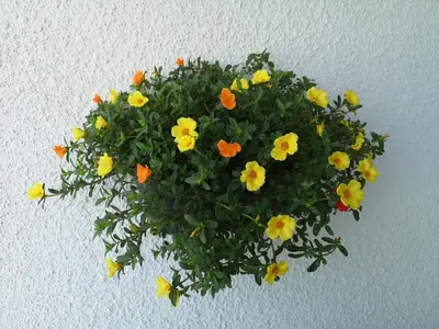 a pot of yellow and orange flowers on a wall at Green Bay Penthouse 2 in Protaras