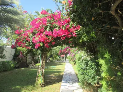 a garden with pink flowers on a pathway at Tsialis Hotel Apartments in Larnaka