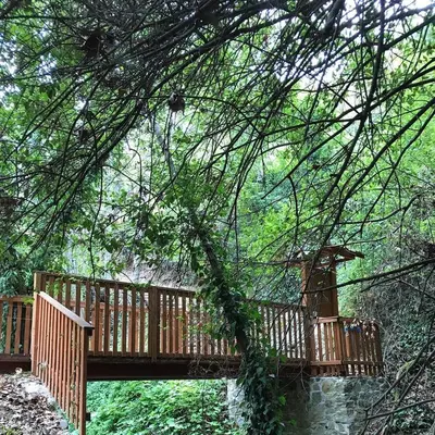a wooden bridge in the middle of a forest at Gold Mountain House in Moutoullas