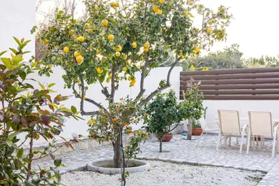an orange tree in a garden with chairs and tables at Villa Joan in Ayios Theodhoros