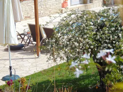 a bush of white flowers in a yard at Charalambos Holiday Cottage in Kalavasos