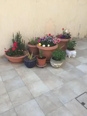 a group of potted plants sitting on a tile floor at Artemis House in Limassol