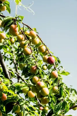 a bunch of apples hanging from a tree at Anastou's Traditional House in Kalopanayiotis