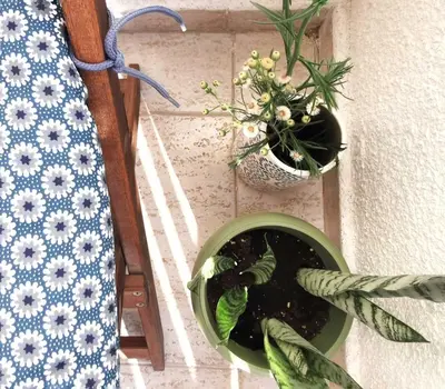 two potted plants on a wall with a tie at Anemomylos guesthouse in Paralimni