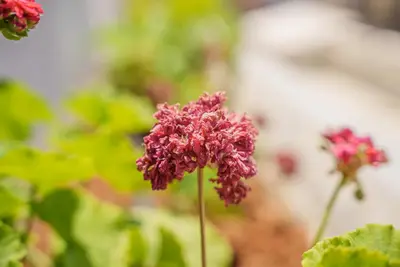 a close up of a pink flower in a garden at Cornelia Hotel in Ayia Napa