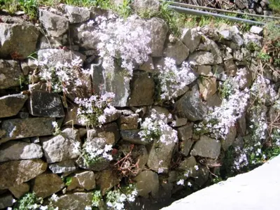 a stone wall with white flowers on it at Flora's House in Spilia
