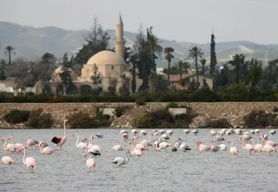 a flock of pink flamingos standing in the water at Camilla City apartment in Larnaka
