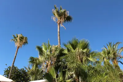 a group of palm trees against a blue sky at St.George's Country Retreat in Limassol