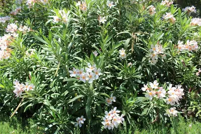 a bush with pink flowers in a garden at St.George's Country Retreat in Limassol