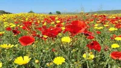 a field of red and yellow flowers in a field at Villa Emiliana in Paralimni