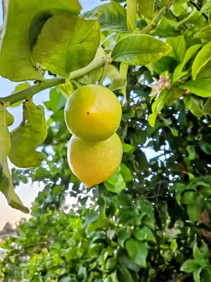 a couple of lemons hanging from a tree at Villa Elizabeth in Limassol